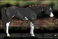 Horse Color:Liver Chestnut Sabino 