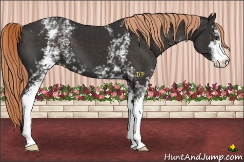Horse Color:White Spotted Liver Chestnut Sabino 