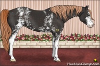 Horse Color:White Spotted Liver Chestnut Sabino 