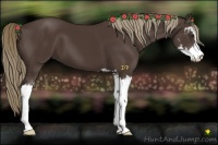 Horse Color:Liver Chestnut Sabino