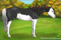 Horse Color:Liver Chestnut Splash 