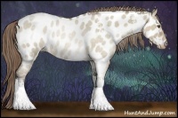 Horse Color:White Spotted Grullo Roan Pearl Appaloosa 