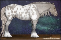 Horse Color:Silver Grullo Roan Appaloosa 