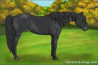 Horse Color:Black Appaloosa