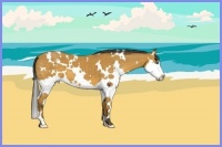 Horse Color:White Spotted Buckskin Splash 