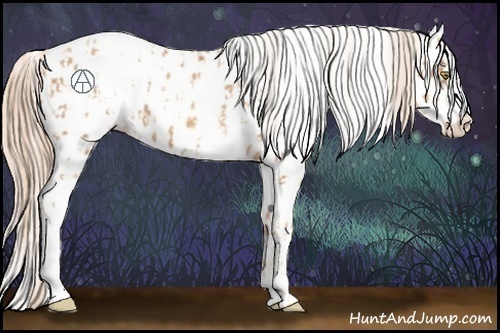 Horse Color:Gold Champagne Appaloosa and Gold Champagne Appaloosa