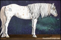 Horse Color:Gold Champagne Appaloosa  and Gold Champagne Appaloosa 