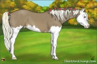 Horse Color:Liver Red Dun Splash