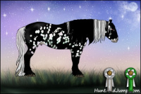 Horse Color:Gray Brown Chinchilla Sabino Tobiano Appaloosa