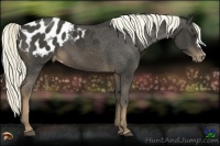 Horse Color:Liver Chestnut Appaloosa