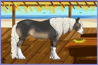 Horse Color:Liver Chestnut Splash Rabicano 