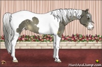 Horse Color:Chocolate Palomino Mushroom Sabino Tobiano Varnish 