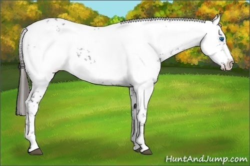 Horse Color:Liver Chestnut Frame 