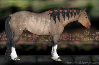 Horse Color:Brown Dun Rabicano