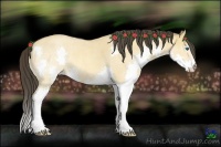 Horse Color:Amber Champagne Roan Dun Splash Rabicano