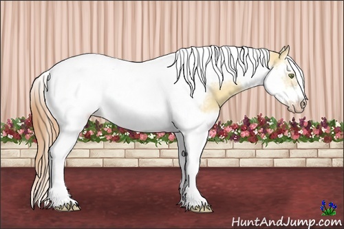 Horse Color:Gold Champagne Dun Splash Tobiano Frame