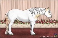 Horse Color:Gold Champagne Dun Splash Tobiano Frame