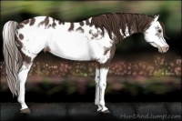 Horse Color:Liver Chestnut Splash Frame Appaloosa 
