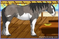 Horse Color:Grullo Sabino Splash  and Grullo Sabino Splash 