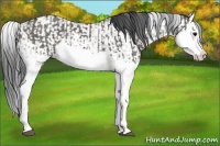 Horse Color:Grullo Sabino Splash  and Grullo Sabino Splash 
