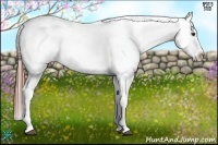 Horse Color:Red Dun Appaloosa 