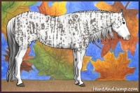 Horse Color:Grullo Sabino Splash  and Grullo Sabino Splash 