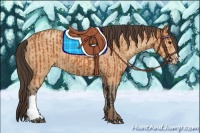 Horse Color:Bay  and Amber Champagne 