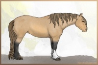 Horse Color:Buckskin Varnish 