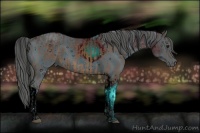 Horse Color:Buckskin  and ERROR: UNKNOWN ANOMALY