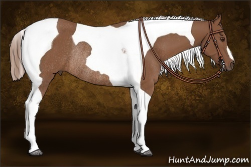 Horse Color:Chestnut Tobiano Rabicano 