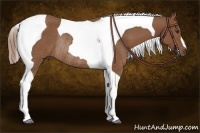 Horse Color:Chestnut Tobiano Rabicano