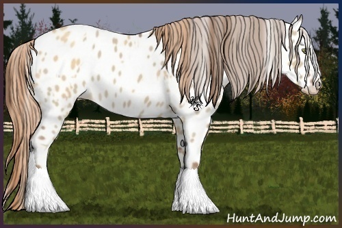 Horse Color:Gold Champagne Dun Appaloosa  and Red Dun Appaloosa 
