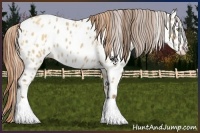 Horse Color:Gold Champagne Dun Appaloosa  and Red Dun Appaloosa 