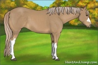 Horse Color:Palomino