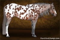 Horse Color:Bay Appaloosa 