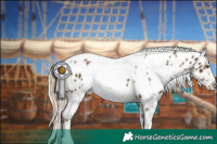 Horse Color:White Spotted Chocolate Palomino Tobiano Appaloosa and Chocolate Palomino Sabino Tobiano Appaloosa