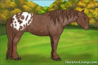Horse Color:Chestnut Appaloosa 