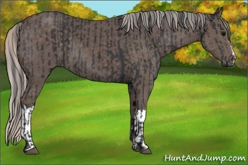 Horse Color:Black  and Silver Black 