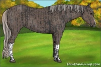 Horse Color:Black and Silver Black