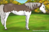 Horse Color:Silver Black Splash