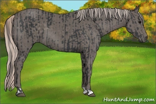 Horse Color:Black  and Silver Black 