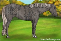Horse Color:Black and Silver Black