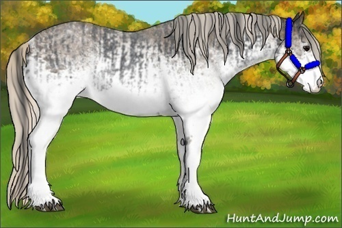 Horse Color:White Spotted Blue Roan Rabicano  and White Spotted Silver Blue Roan Rabicano 