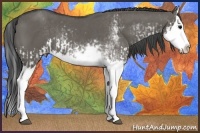 Horse Color:Grullo Sabino Splash and Grullo Sabino Splash Rabicano