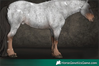 Horse Color:White Spotted Liver Red Roan 