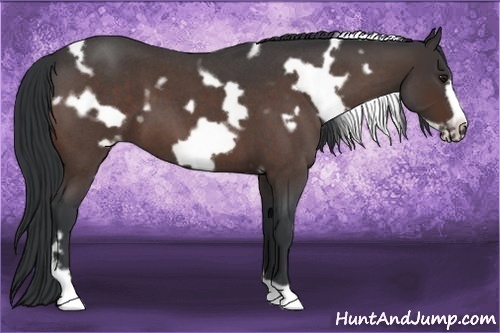 Horse Color:White Spotted Brown Roan Frame 