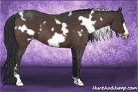 Horse Color:White Spotted Brown Roan Frame 