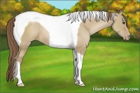 Horse Color:Grullo Pearl Tobiano