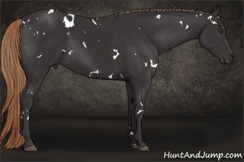 Horse Color:White Spotted Liver Chestnut 