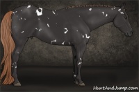 Horse Color:White Spotted Liver Chestnut 